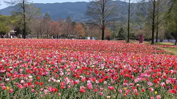 滋賀農業公園ブルーメの丘に投稿された画像（2026/4/20）