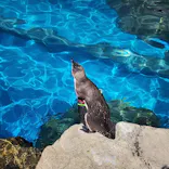 アクアワールド茨城県大洗水族館に投稿された画像（2026/4/20）