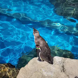 アクアワールド茨城県大洗水族館に投稿された画像（2026/4/20）