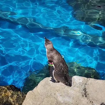 アクアワールド茨城県大洗水族館に投稿された画像（2026/4/20）
