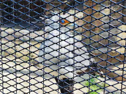 東武動物公園に投稿された画像（2026/4/20）