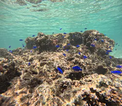 武藤潜水に投稿された画像（2026/4/20）