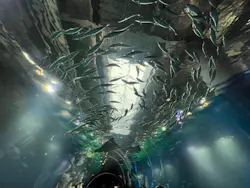 マクセル アクアパーク品川に投稿された画像（2026/4/20）