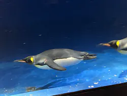 マクセル アクアパーク品川に投稿された画像（2026/4/20）