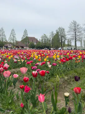 滋賀農業公園ブルーメの丘に投稿された画像（2026/4/20）