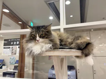 猫カフェモカ　町田ジョルナ店に投稿された画像（2026/4/20）