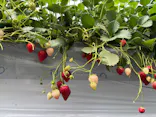 strawberry farm ふじもとに投稿された画像（2026/4/20）