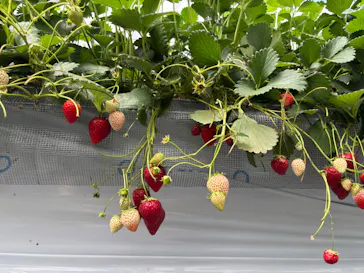 strawberry farm ふじもとに投稿された画像（2026/4/20）