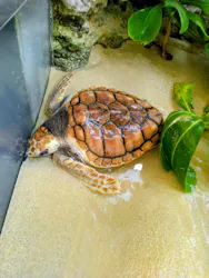 鴨川シーワールドに投稿された画像（2026/4/20）