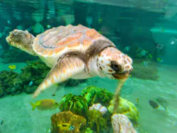 鴨川シーワールドに投稿された画像（2026/4/20）