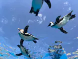 サンシャイン水族館に投稿された画像（2026/4/20）