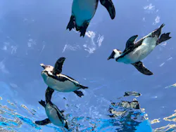 サンシャイン水族館に投稿された画像（2026/4/20）