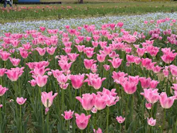 万博記念公園に投稿された画像（2026/4/20）