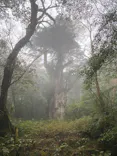 Yamakara屋久島に投稿された画像（2026/4/20）