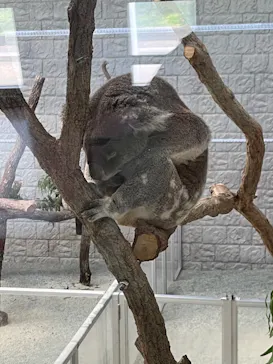 淡路ファームパーク イングランドの丘に投稿された画像（2026/4/20）