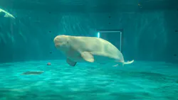 島根県立 しまね海洋館に投稿された画像（2026/4/20）