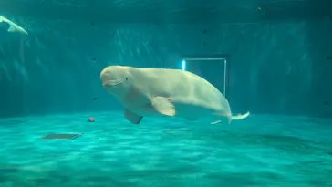 島根県立 しまね海洋館に投稿された画像（2026/4/20）