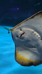 島根県立 しまね海洋館に投稿された画像（2026/4/20）