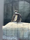 天王寺動物園に投稿された画像（2026/4/20）