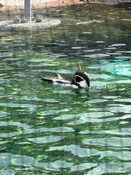 天王寺動物園に投稿された画像（2026/4/20）