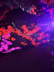 CAVE OKINAWAに投稿された画像（2026/4/20）