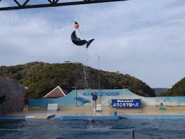下田海中水族館に投稿された画像（2026/4/20）