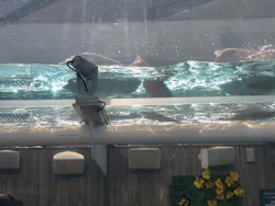 サンシャイン水族館に投稿された画像（2026/4/21）