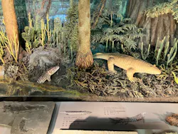 福井県立恐竜博物館に投稿された画像（2026/4/21）