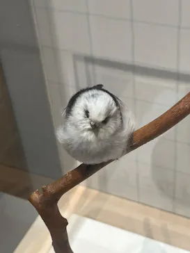 特別展「鳥 ～ゲノム解析が解き明かす新しい鳥類の系統～」に投稿された画像（2026/4/21）