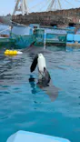 名古屋港水族館に投稿された画像（2026/4/21）