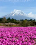 富士芝桜まつり(富士本栖湖リゾート)に投稿された画像（2026/4/21）