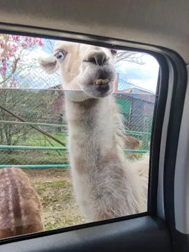 東北サファリパークに投稿された画像（2026/4/21）