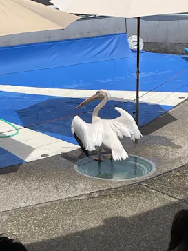 大分マリーンパレス水族館 「うみたまご」に投稿された画像（2026/4/21）