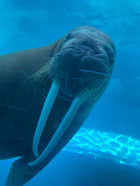 大分マリーンパレス水族館 「うみたまご」に投稿された画像（2026/4/21）