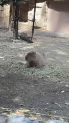 名古屋市東山動植物園に投稿された画像（2026/4/21）