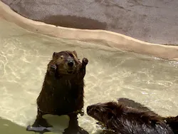 霞ケ浦 どうぶつとみんなのいえに投稿された画像（2026/4/21）