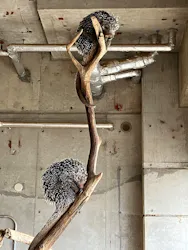 霞ケ浦 どうぶつとみんなのいえに投稿された画像（2026/4/21）