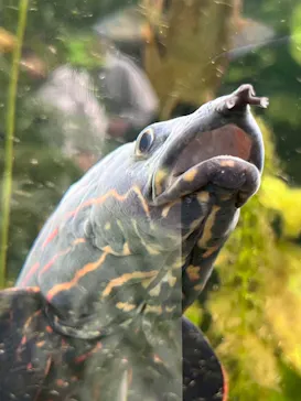 環境水族館アクアマリンふくしまに投稿された画像（2026/4/21）