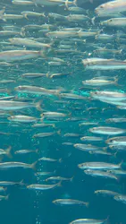 環境水族館アクアマリンふくしまに投稿された画像（2026/4/21）