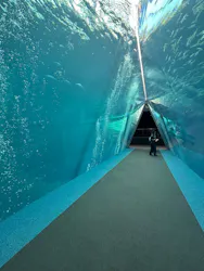 環境水族館アクアマリンふくしまに投稿された画像（2026/4/21）