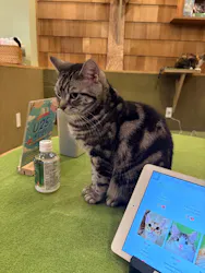 猫カフェモカ　秋葉原店に投稿された画像（2026/4/21）