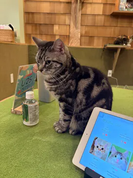 猫カフェモカ　秋葉原店に投稿された画像（2026/4/21）