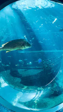 箱根園水族館に投稿された画像（2026/4/21）