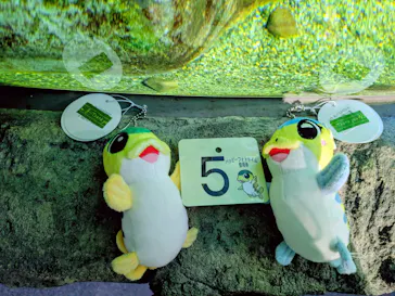 サケのふるさと 千歳水族館に投稿された画像（2026/4/21）