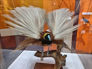 特別展「鳥 ～ゲノム解析が解き明かす新しい鳥類の系統～」に投稿された画像（2026/4/21）