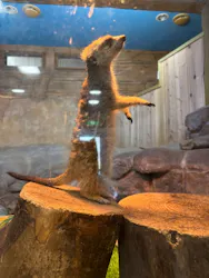 那須どうぶつ王国に投稿された画像（2026/4/21）