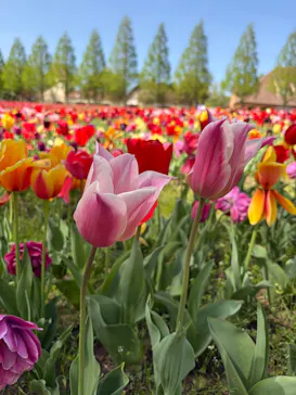滋賀農業公園ブルーメの丘に投稿された画像（2026/4/21）