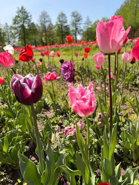 滋賀農業公園ブルーメの丘に投稿された画像（2026/4/21）