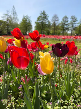 滋賀農業公園ブルーメの丘に投稿された画像（2026/4/21）