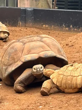 体感型動物園iZooに投稿された画像（2026/4/21）